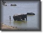 Toilette des elephants * 2048 x 1536 * (796KB)