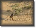 chameau desert * 554 x 415 * (45KB)
