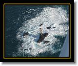 dans_les_vagues * 2268 x 1841 * (946KB)